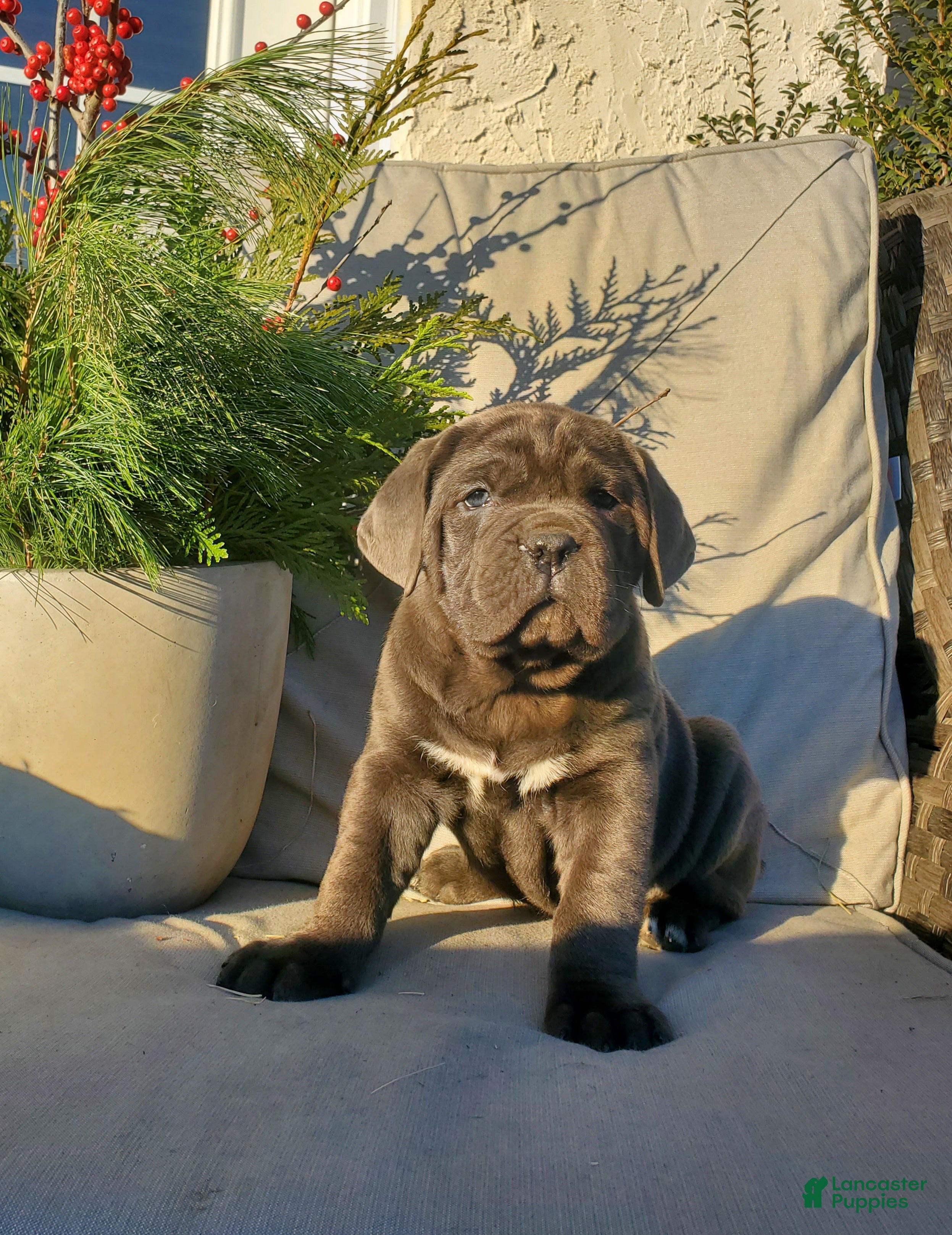 Cane Corso dogs Roxy - Ad 21