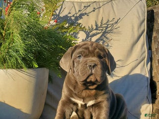 Cane Corso dogs Roxy - Ad 21