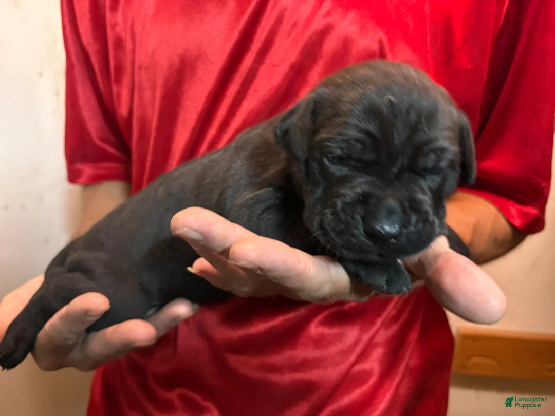 Cane Corso dogs for sale: Light Green - Ad 2