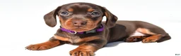 Miniature Dachshund dogs for sale: Dolly - Ad 1