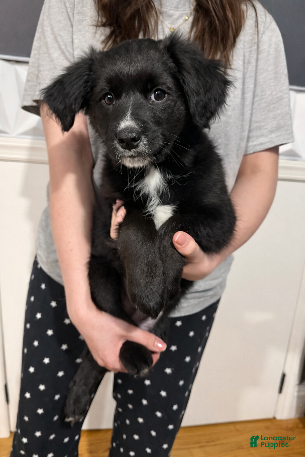 Mixed Breed dogs Wakanda - Ad 2