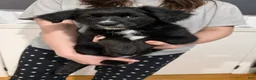 Mixed Breed dogs for sale: Wakanda - Ad 14
