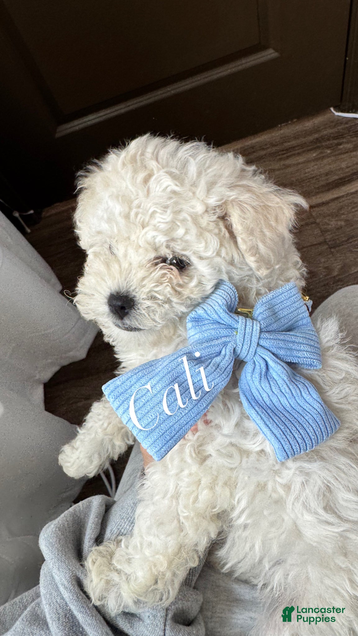 Maltipoo dogs Maltipoo Puppy 1 - Ad 15