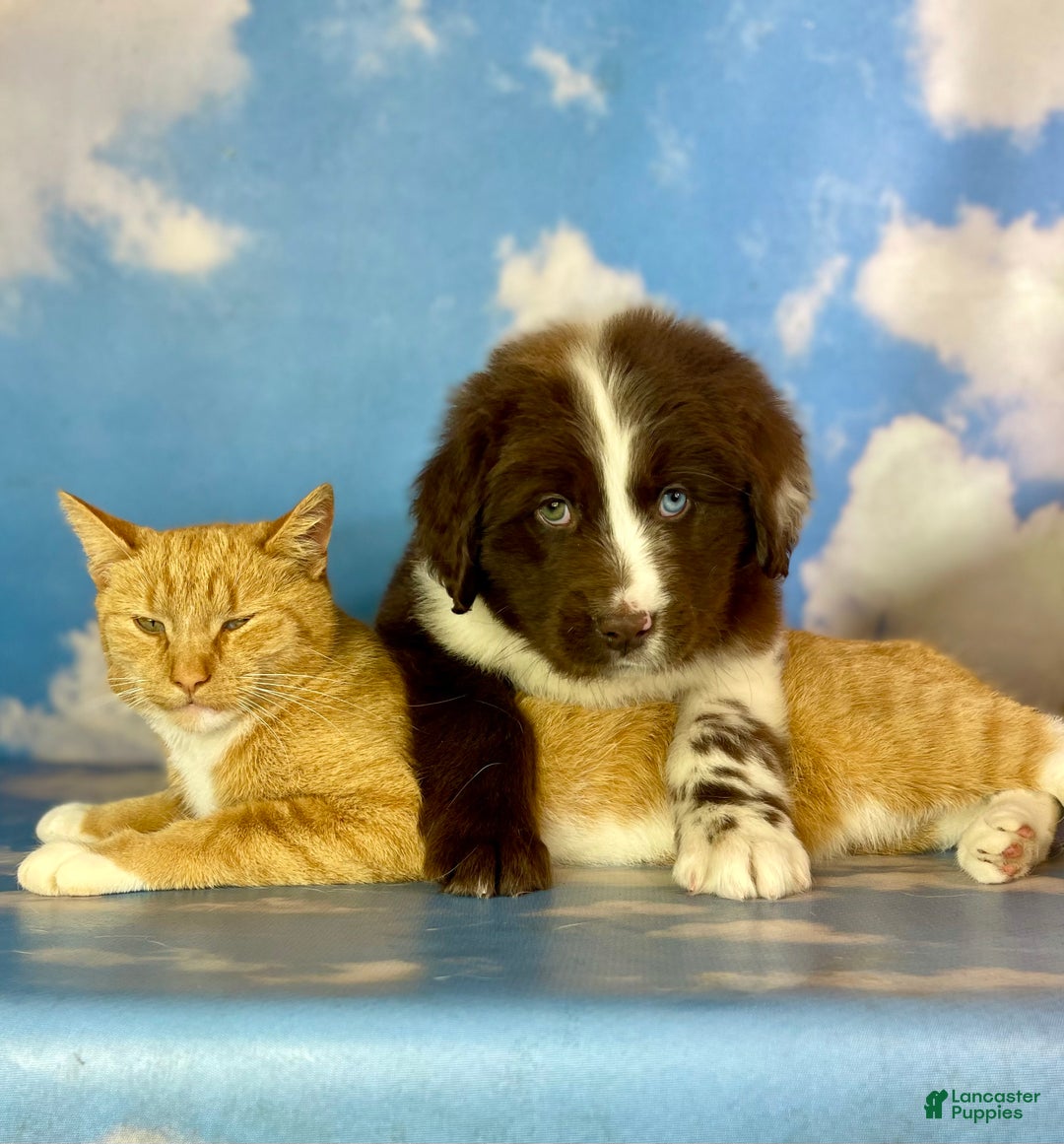 Mixed Breed dogs for sale: Einstein - Ad 5