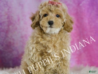 Miniature Poodle dogs Miniature Poodle Puppy 3 - Ad 21
