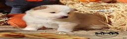 Nenets Herding Laika dogs for sale: Churro Nenets Laika male  - Ad 2