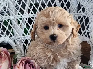 Maltipoo dogs Harvey - Ad 40