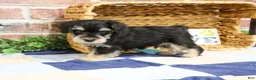 Miniature Schnauzer dogs for sale: Azriel - Ad 12