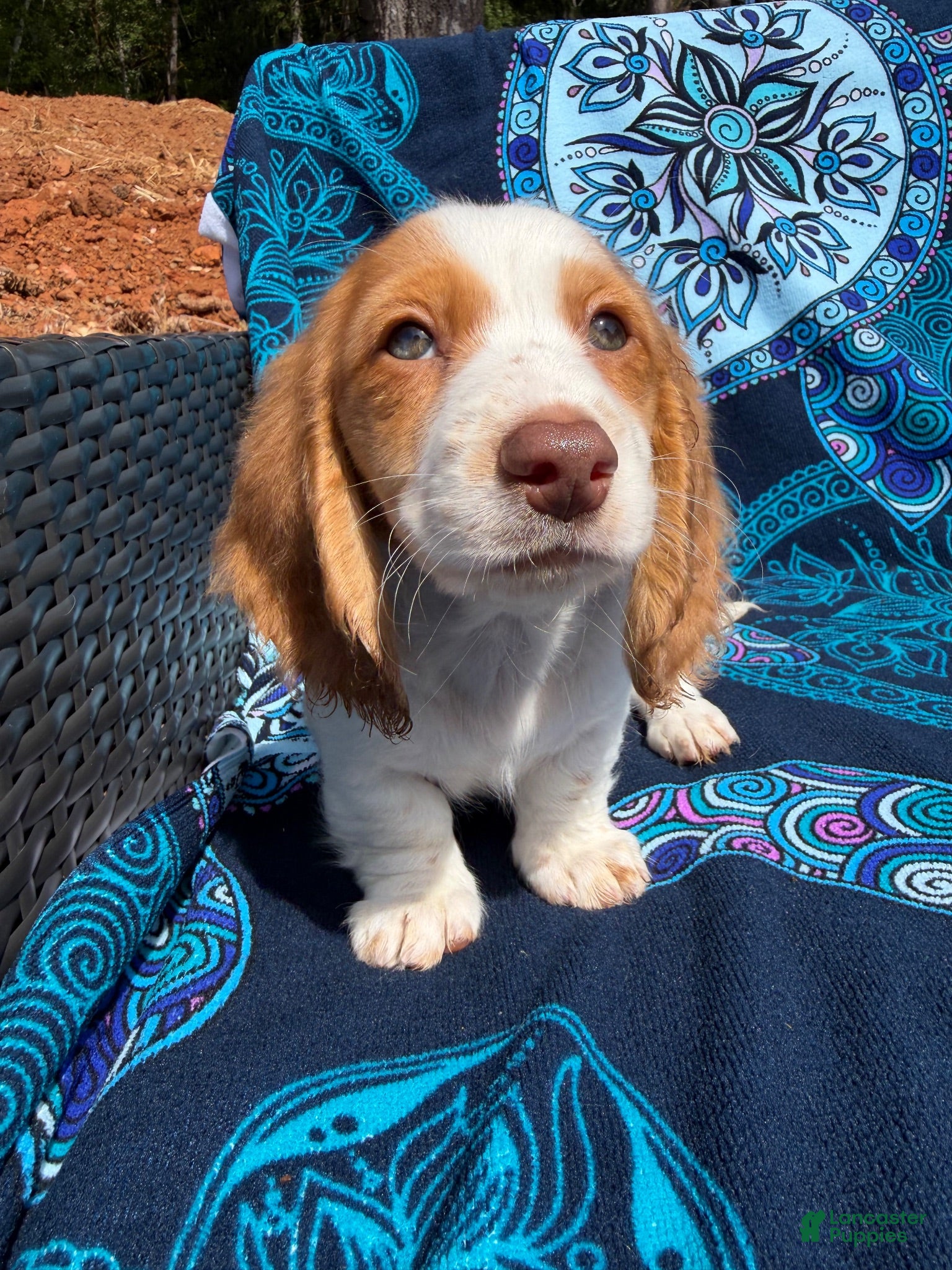 Miniature Dachshund dogs for sale: Leo - Ad 2