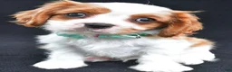 Cavalier King Charles Spaniel dogs for sale: Rex - Ad 3