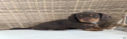 Miniature Dachshund dogs for sale: Coco - Ad 1