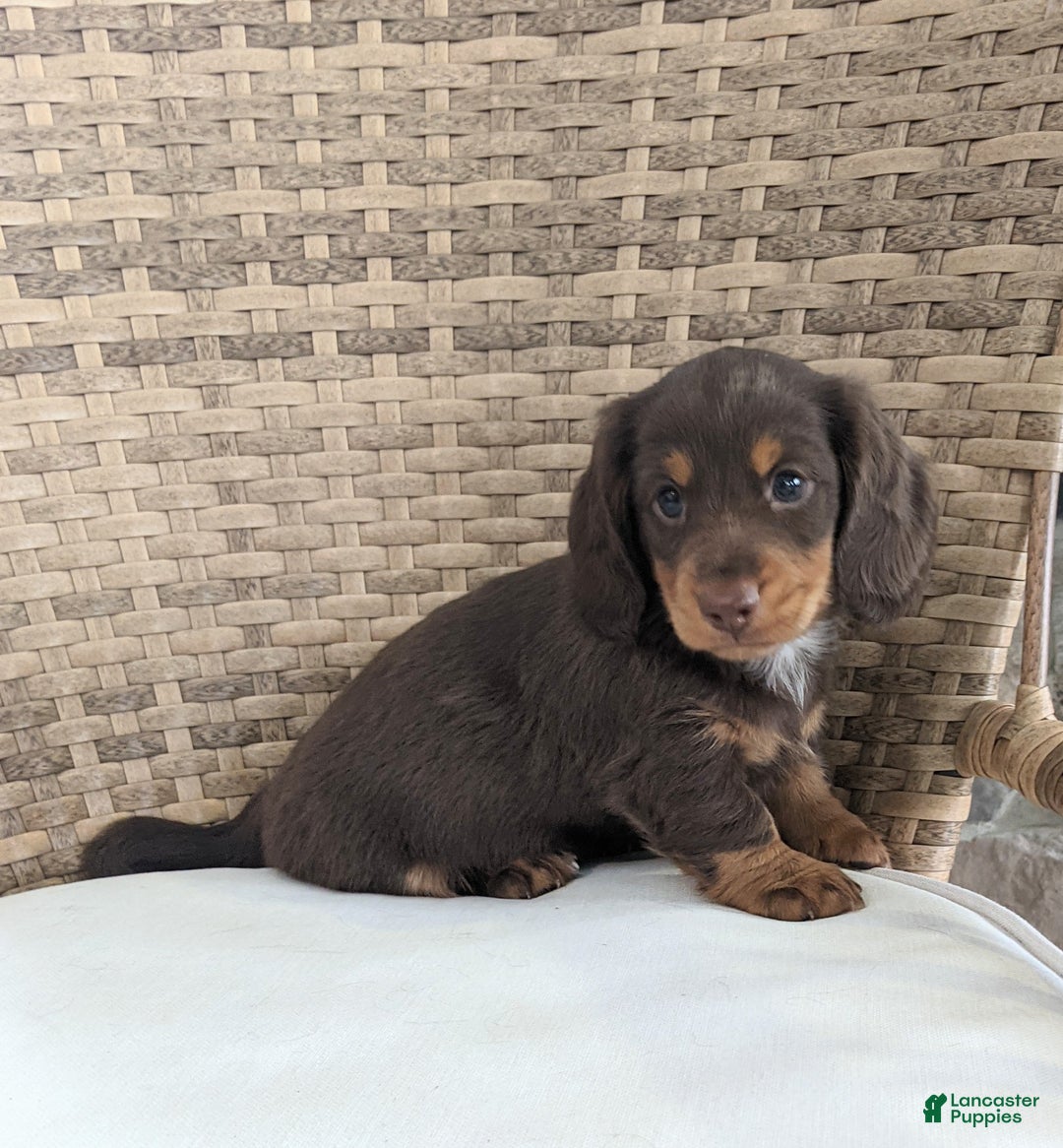 Miniature Dachshund dogs for sale: Coco - Ad 1