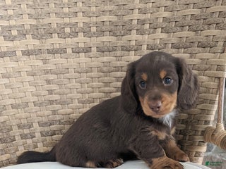 Miniature Dachshund dogs Coco - Ad 33