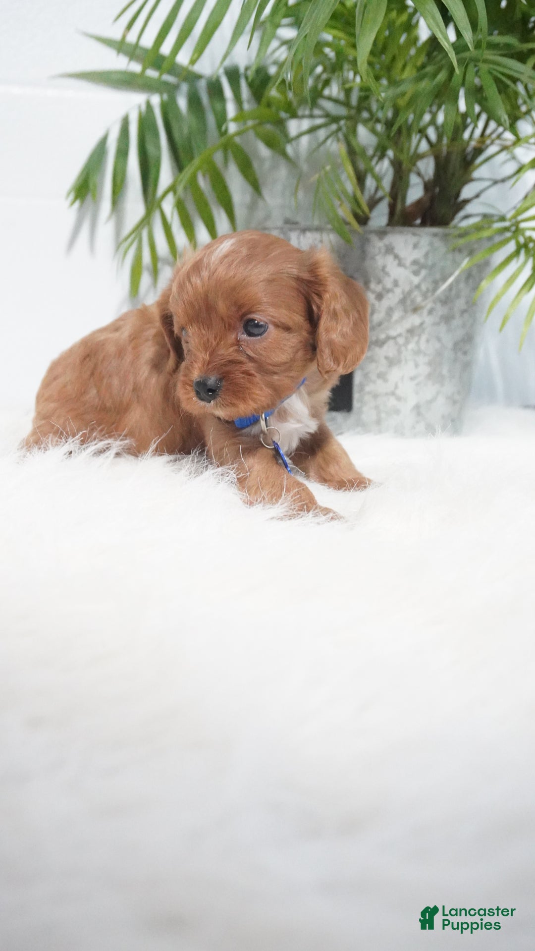 Cavapoo dogs for sale: Beau - Ad 2