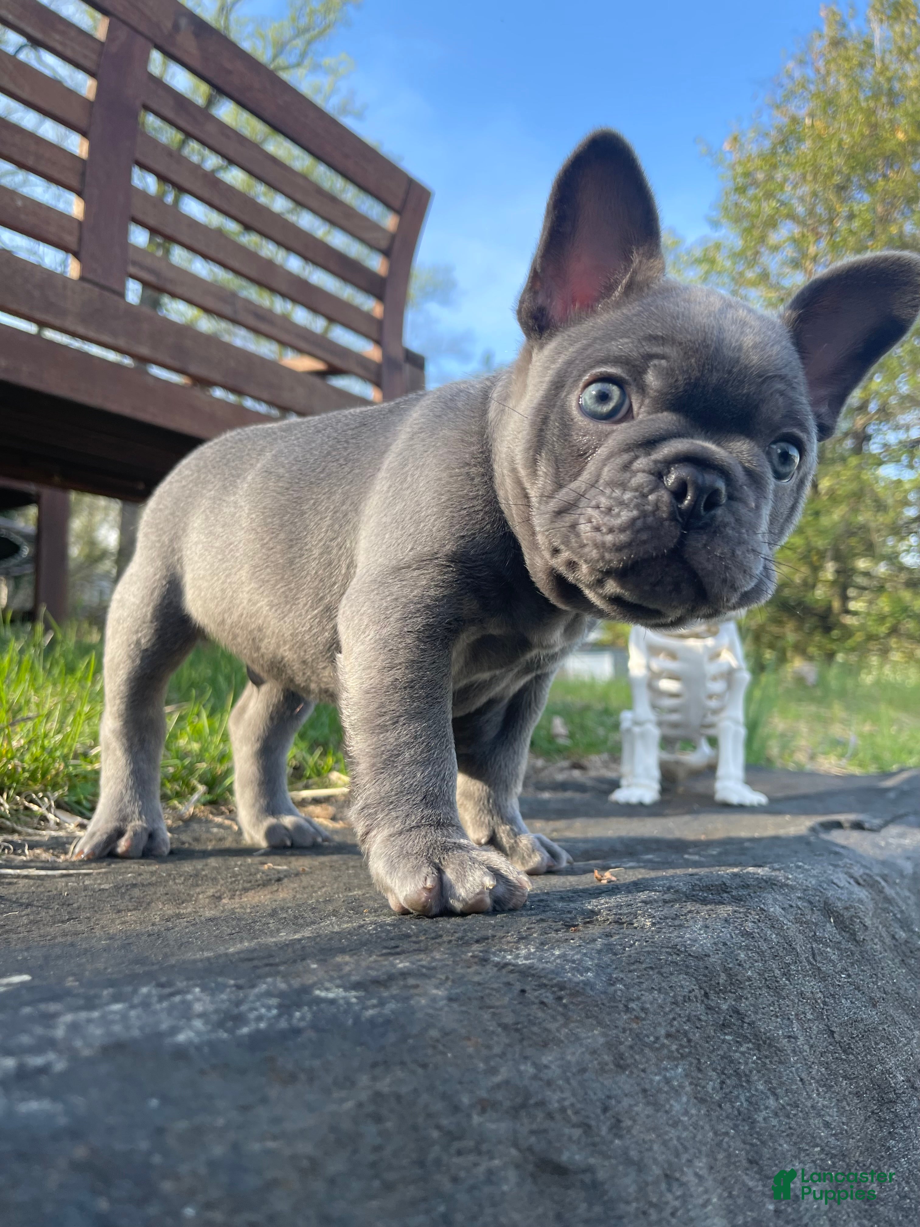 French Bulldog dogs Munchy - Ad 2