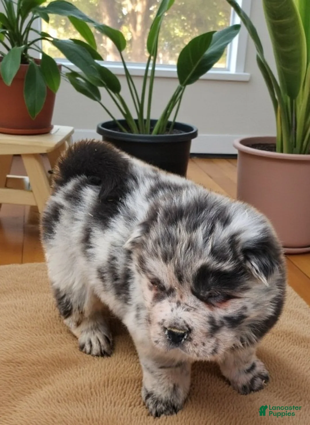 Shar Pei dogs for sale: Tinsel bear coat mini merle  - Ad 4