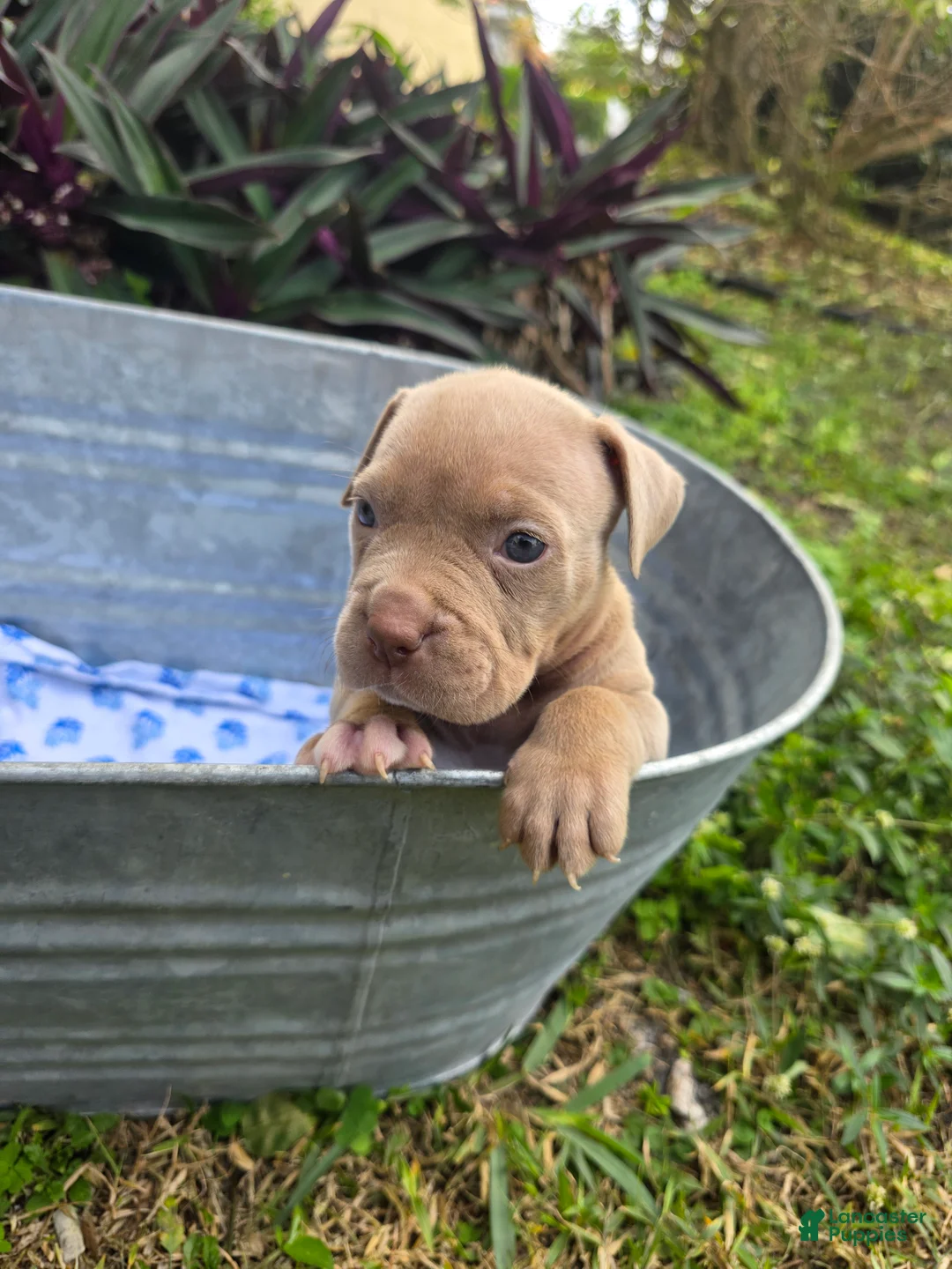 American Bully dogs for sale: American Bully Puppy 8 - Ad 1