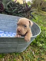 American Bully Puppy 8