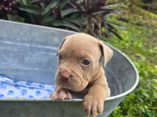 American Bully dogs American Bully Puppy 8 - Ad 10