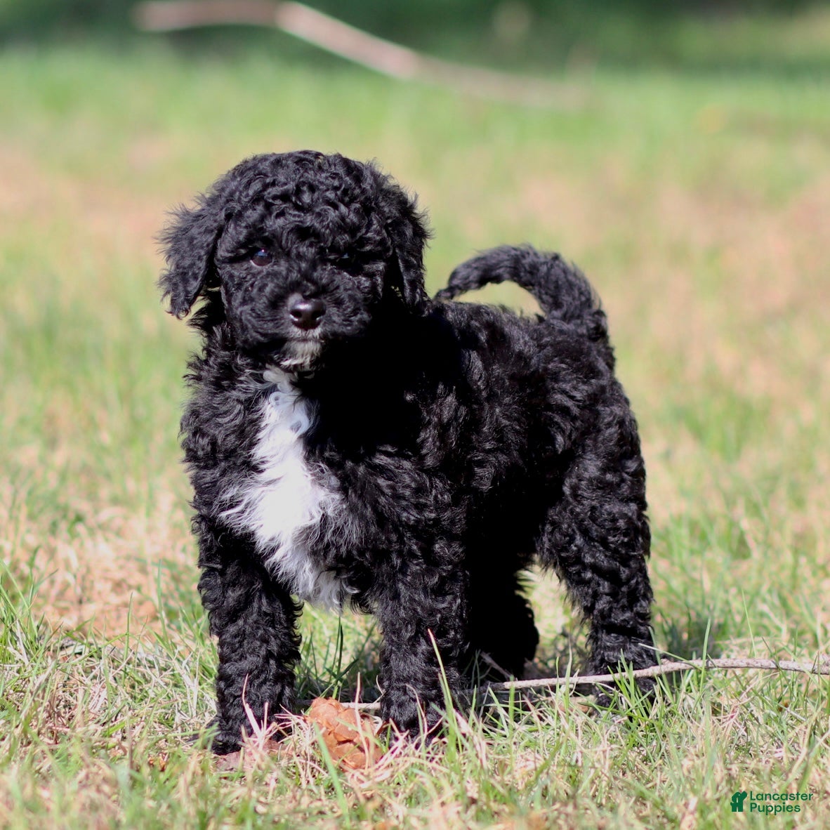 Mini Goldendoodle dogs Archie - Ad 1