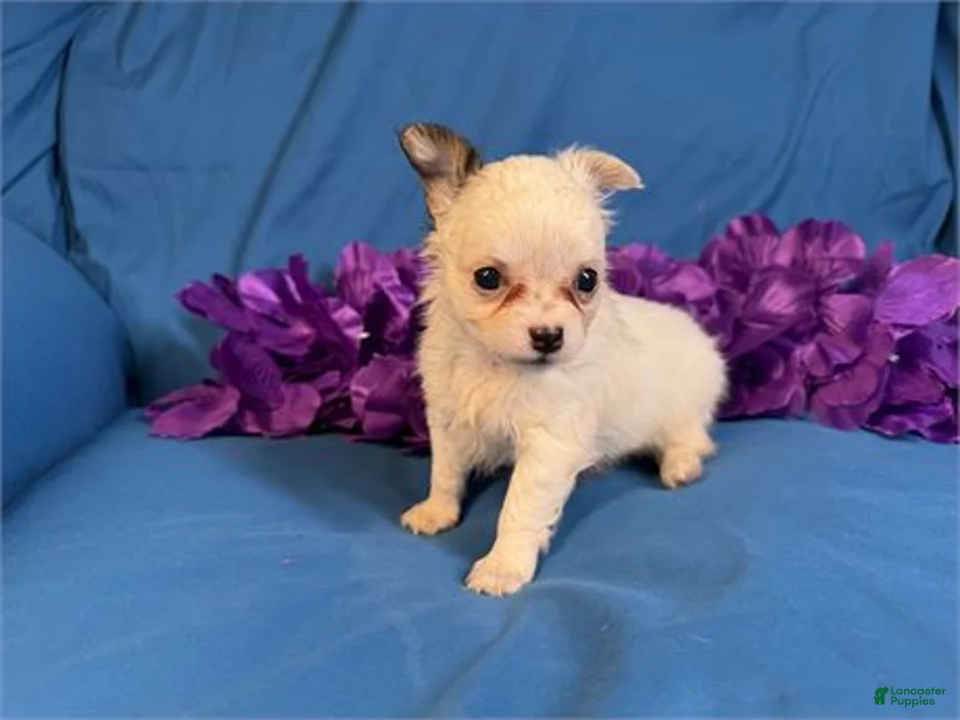 Chihuahua dogs for sale: Teacup Chihuahua 1 - Ad 3