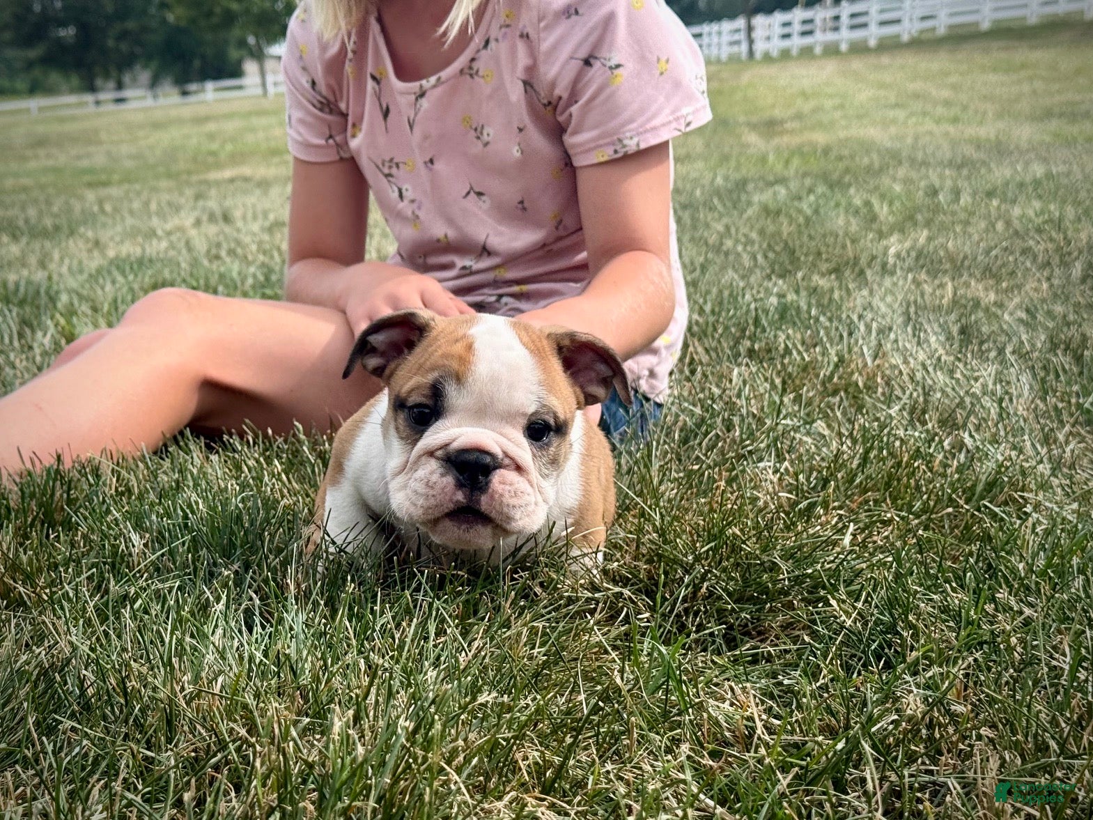 English Bulldog dogs Henry - Ad 1