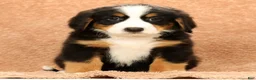 Bernese Mountain Dog dogs for sale: Joy - Ad 7