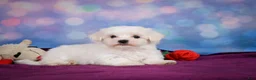 Maltese dogs for sale: Peanut - Ad 5