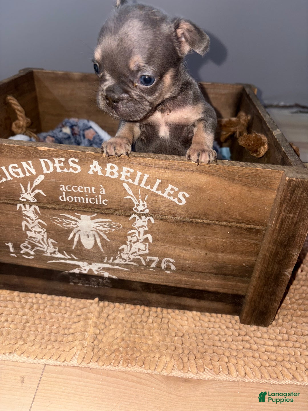 French Bulldog dogs for sale: Ms Beauty Female - Ad 2