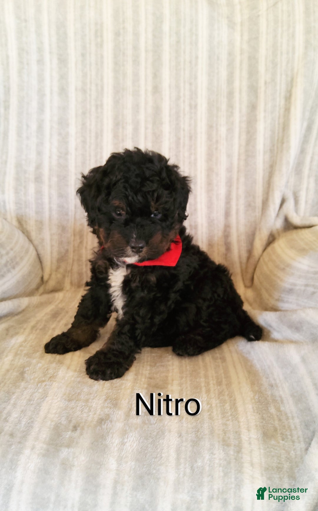 Mini Bernedoodle dogs for sale:  Nitro  - Ad 6