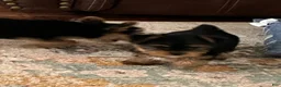 Yorkshire Terrier dogs for sale: Payton - Ad 60