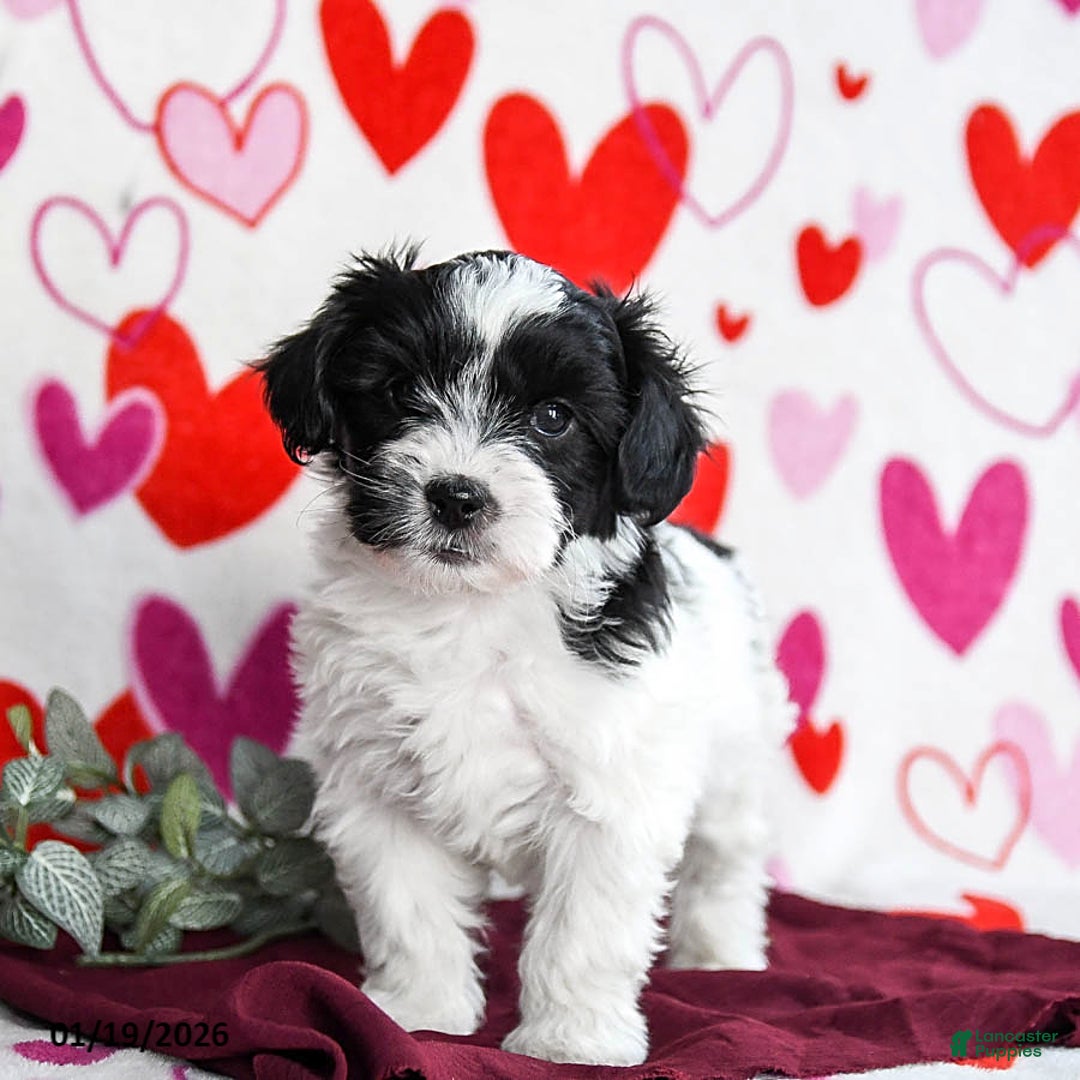 Yochon dogs for sale: Stormy - Ad 3