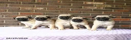 Pug dogs for sale: Waddles - Ad 3