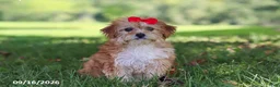 Yochon dogs for sale: Lucy - Ad 5