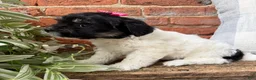 Havapoo dogs for sale: Maisy  - Ad 5