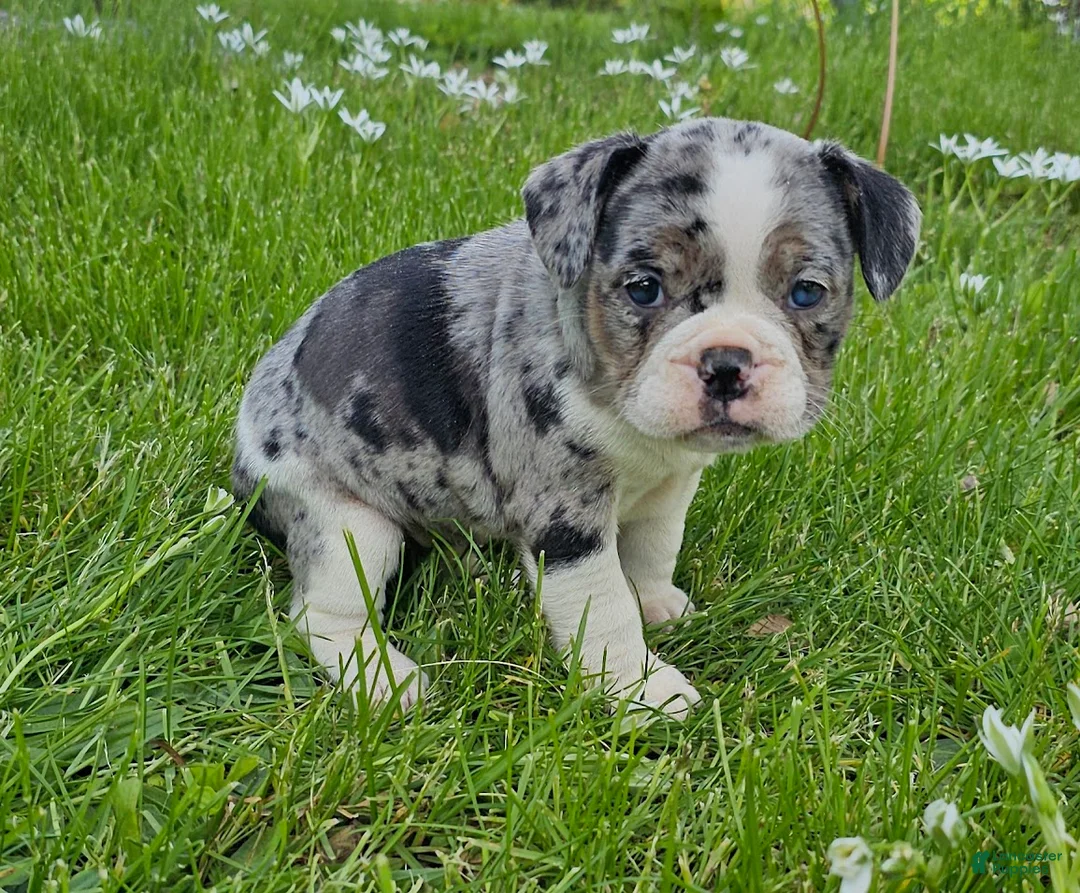 Mixed Breed dogs for sale: Mini Merle Girl - Ad 1