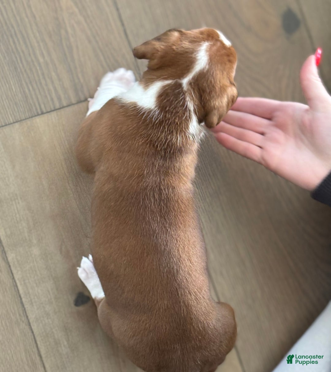 Boxer dogs for sale: Noel - Ad 4