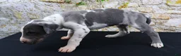 Great Dane dogs for sale: Cujo - Ad 6