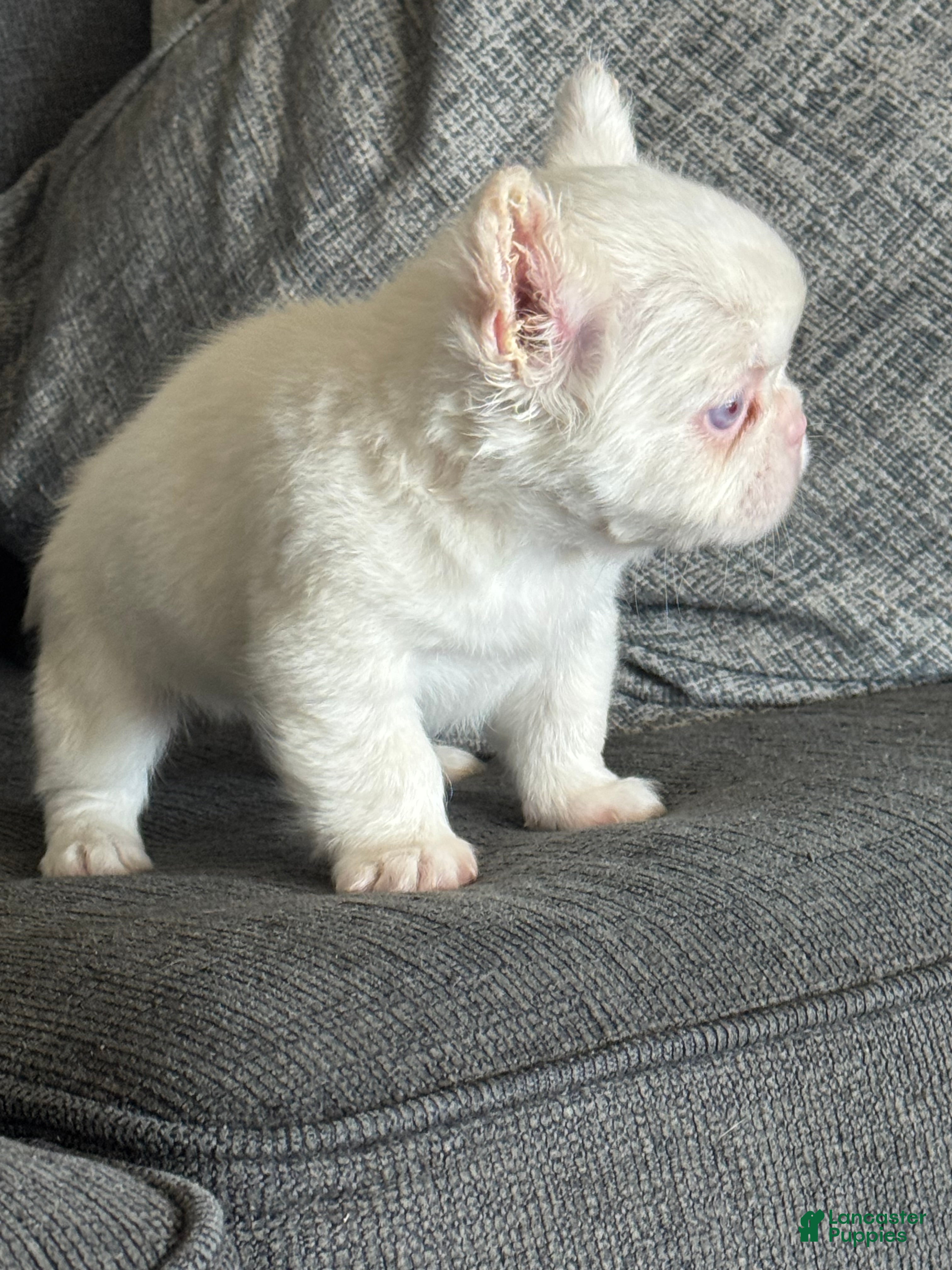French Bulldog dogs Pink Polka - Ad 2