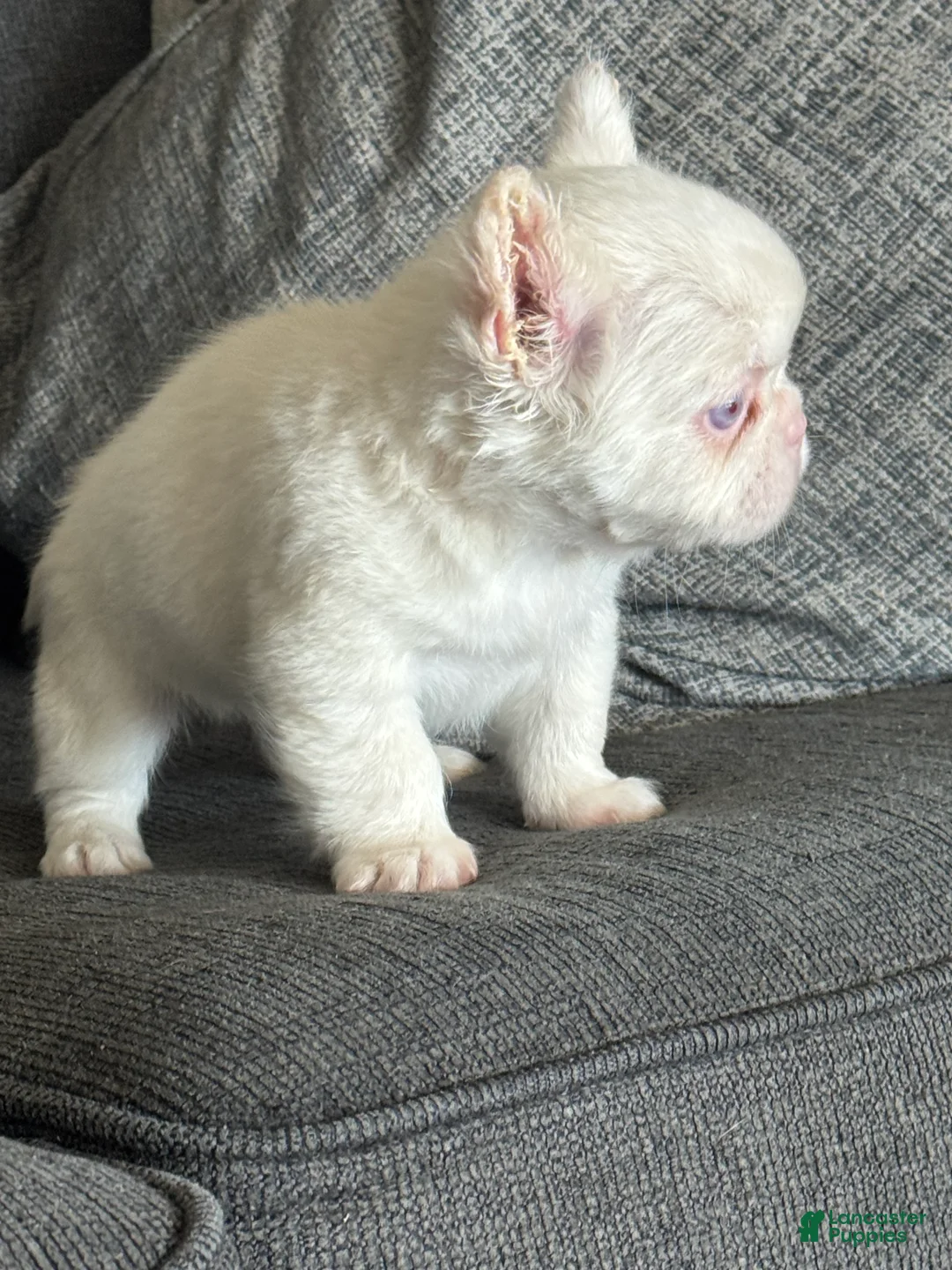 French Bulldog dogs for sale: Pink Polka - Ad 2