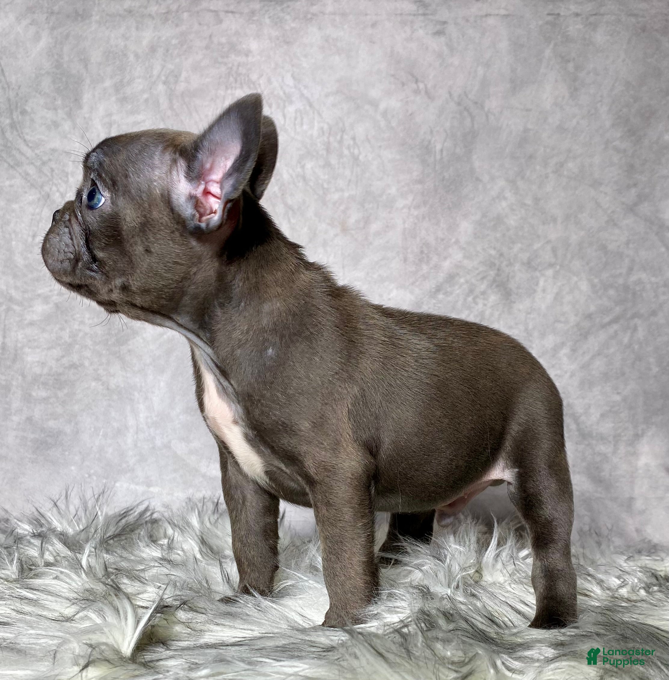 Mixed Breed dogs Mr. Diesel  - Ad 2