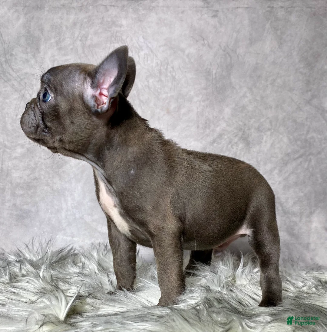 Mixed Breed dogs for sale: Mr. Diesel  - Ad 2