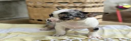 Chihuahua dogs for sale: Rocket - Ad 9