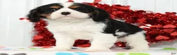 Cavalier King Charles Spaniel dogs for sale: Spotty - Ad 1