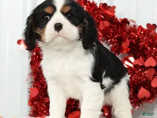 Cavalier King Charles Spaniel dogs Spotty - Ad 2