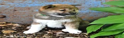 Shiba Inu dogs for sale: Nick  - Ad 3