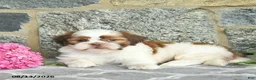Shih Tzu dogs for sale: Harper  - Ad 3