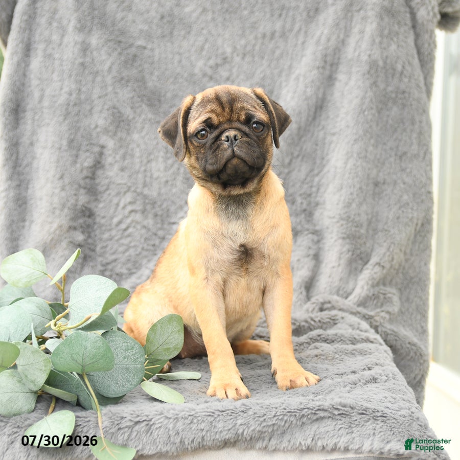 Pug dogs Hope - Ad 1