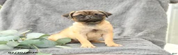 Pug dogs for sale: Hope - Ad 3