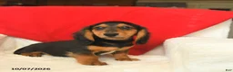 Dachshund dogs for sale: Maxwell - Ad 4